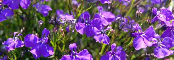Viele kleine lila Blüten